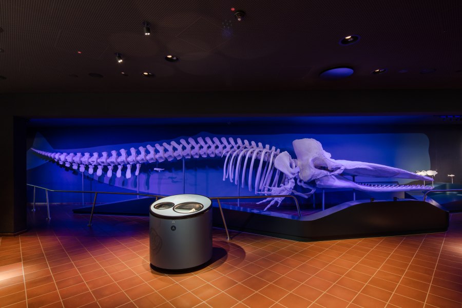 Ausstellung_Foyer, &copy; Copyright/Aquazoo L&ouml;bbecke Museum