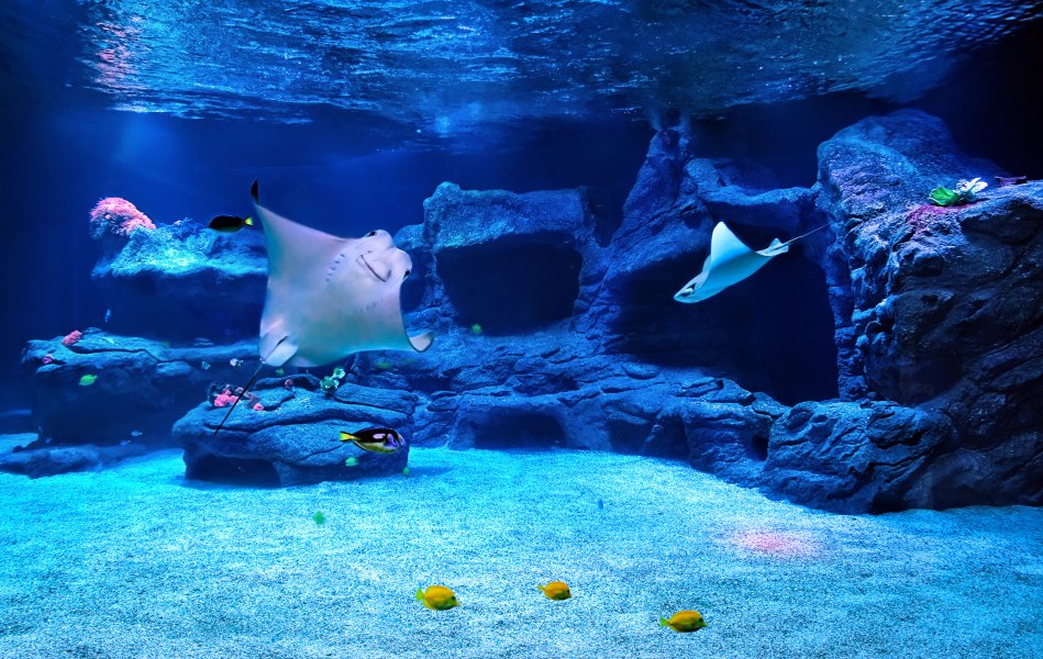 aquazoo_ausstellung_meerwasser_02, © Copyright/Aquazoo Löbbecke Museum