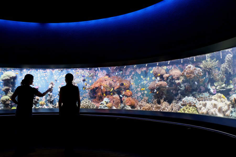 aquazoo_ausstellung_meerwasser_01, © Copyright/Aquazoo Löbbecke Museum